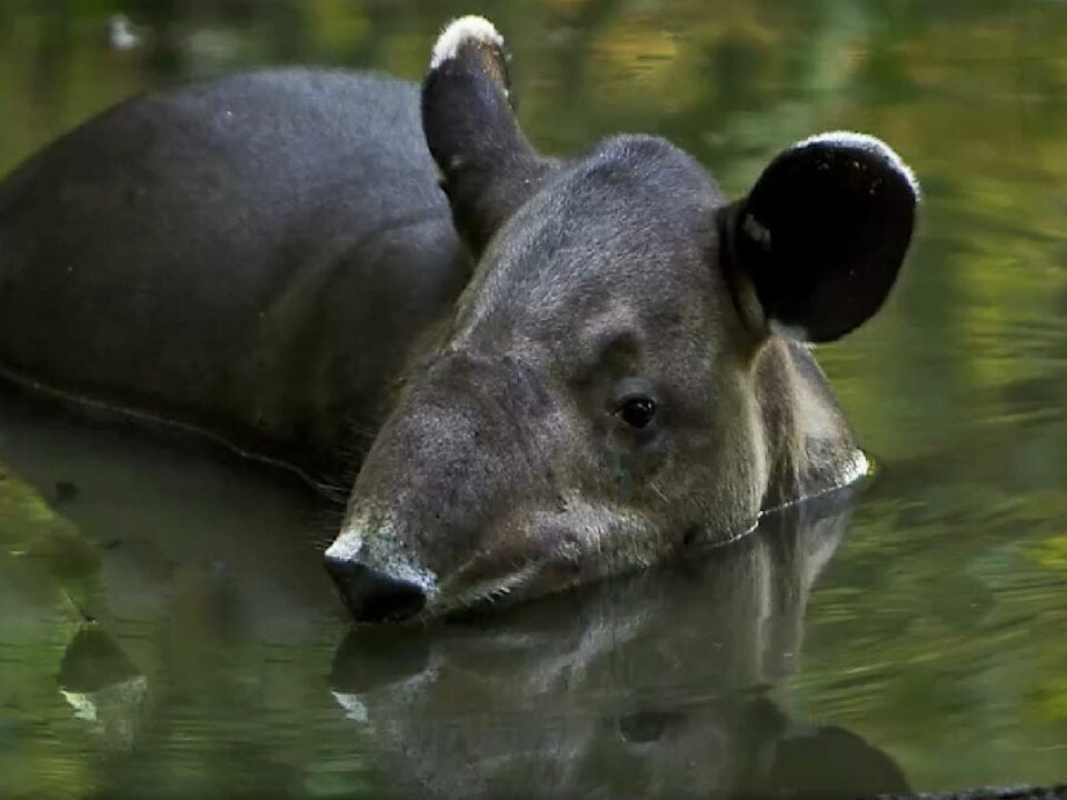 Tapir in Corcovado National Park