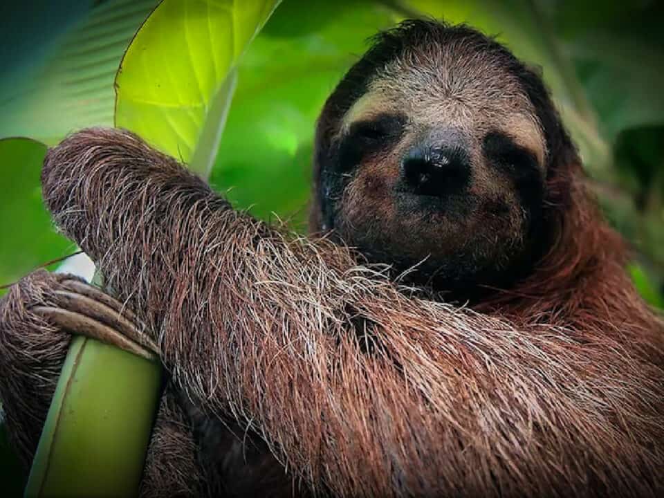 Close shot of sloth in Costa Rica Corcovado National Park