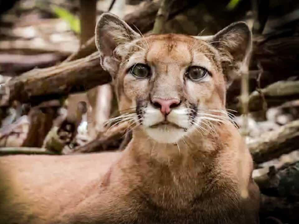 Puma Costarricense, Corcovado National Park
