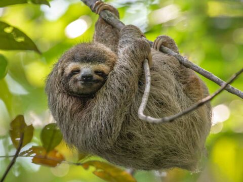 Sloth in Corcovado, Brown-throated Sloth (Bradypus Variegatus). See it in our 2 day Corcovado Tour