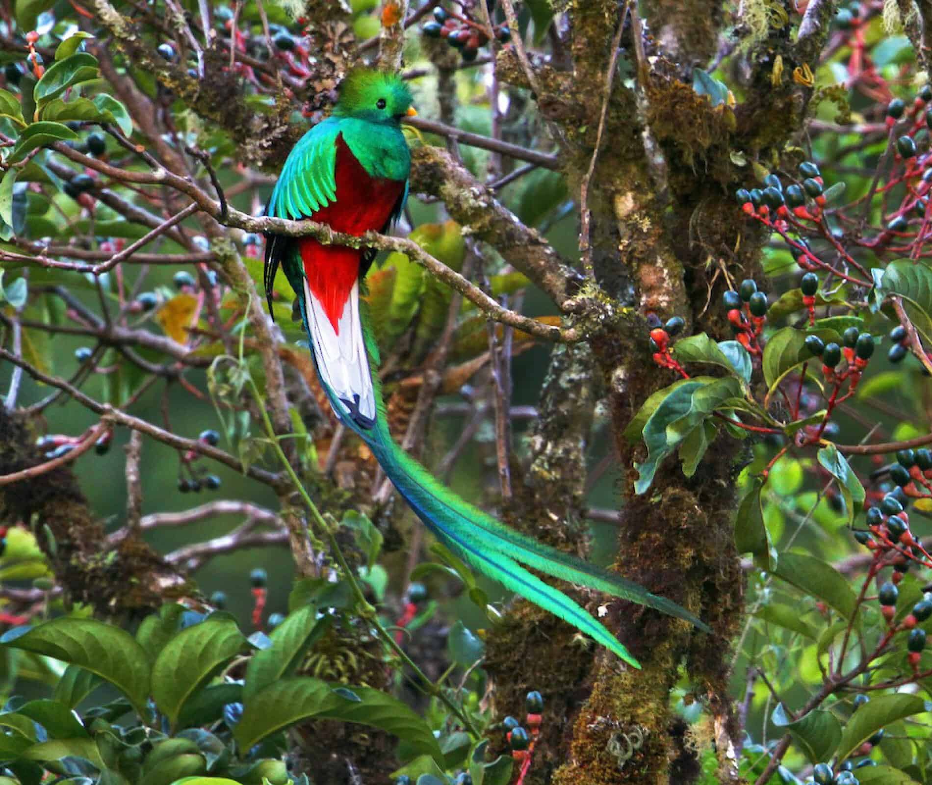 The Quetzal in Costa Rica, Nest